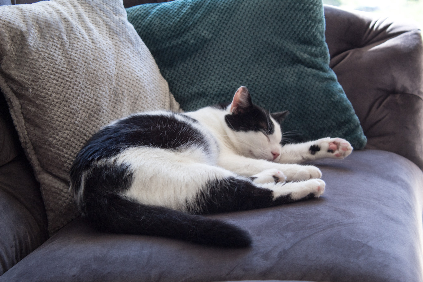 cat