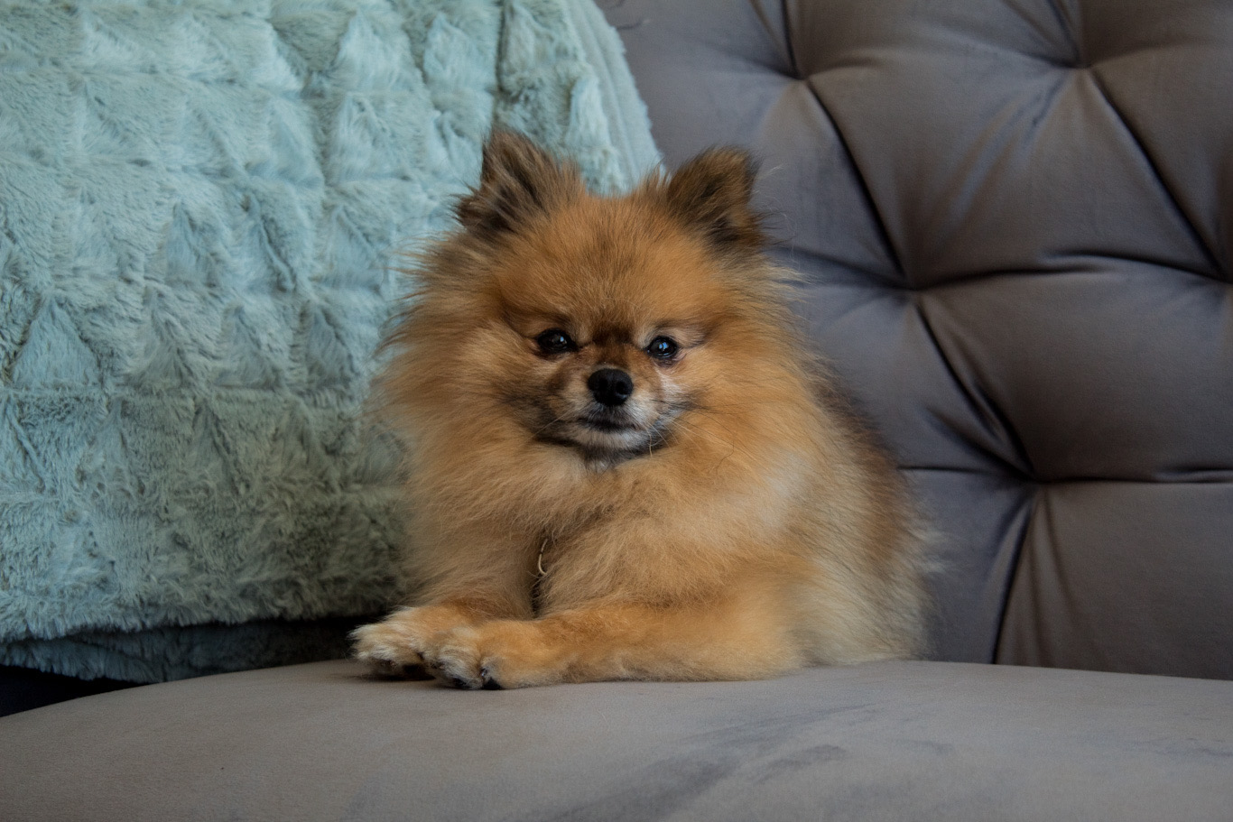 dog